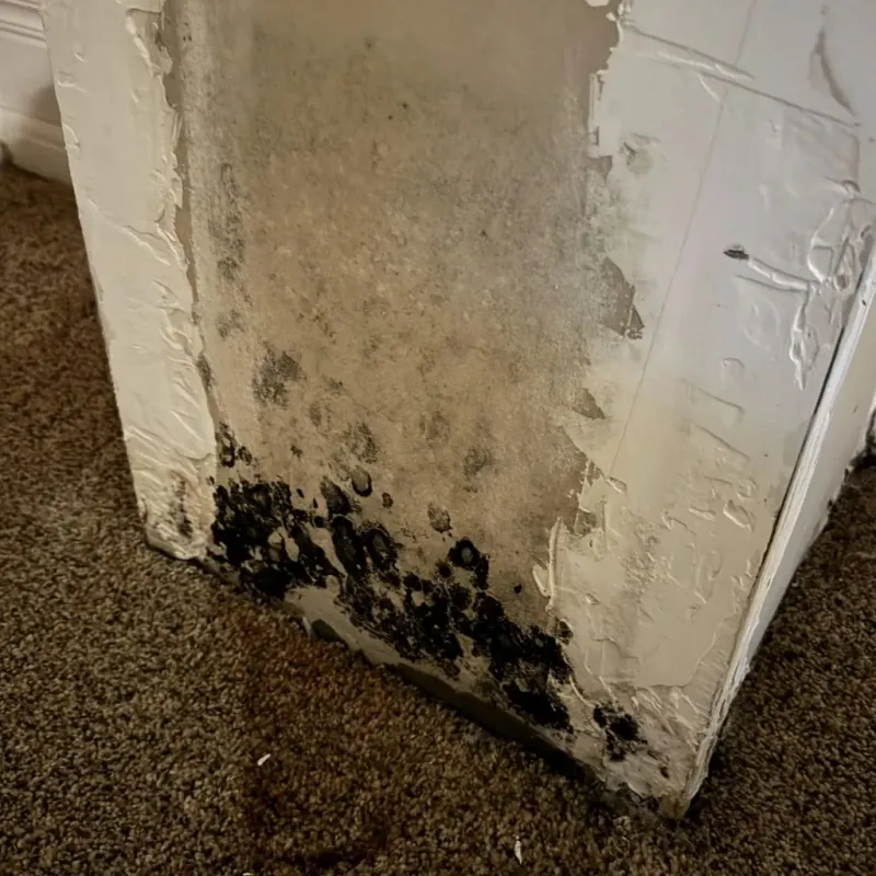 Professional Mold Removal in Blackfoot, ID